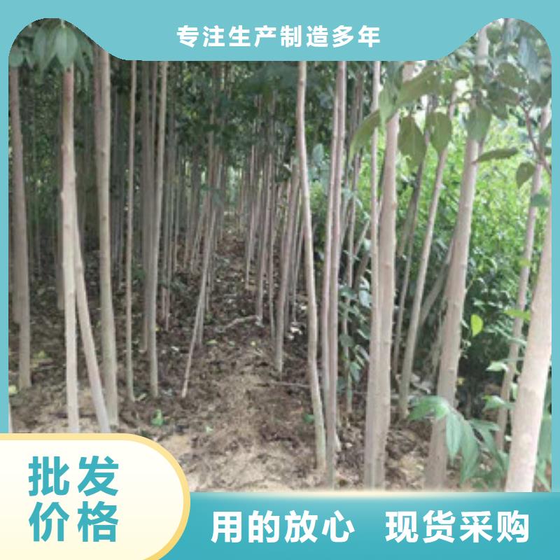 【杜仲】占地果树现货充足量大优惠同城品牌