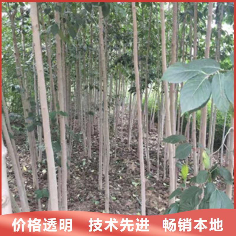 杜仲 【蓝莓苗】随心所欲定制-正家园艺场(云南省分公司)-企业旺旺