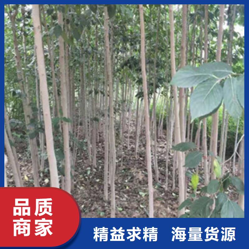 绿化树 绿化工程视频-云南省|普洱|曲靖|昆明|丽江|保山|怒江|玉溪绿化树 绿化工程-正家