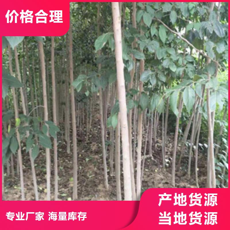 【 杜仲-占地果树甄选好厂家】正家绿化树 绿化工程