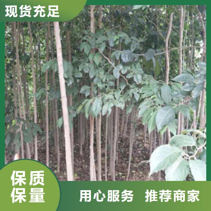 绿化树 绿化工程视频-绿化树 绿化工程-广东省肇庆市(此地)经销商-德庆|端州|深圳|珠海|汕头|东莞|云浮