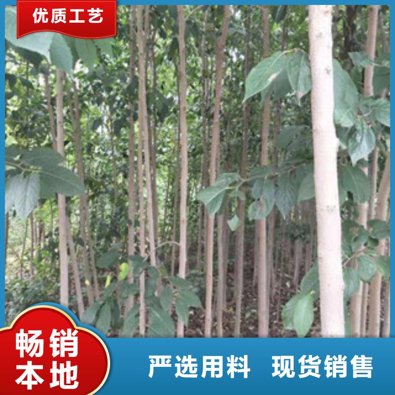 【 杜仲-占地果树甄选好厂家】-可发货到封开|广宁|佛山|汕头|江门|东莞