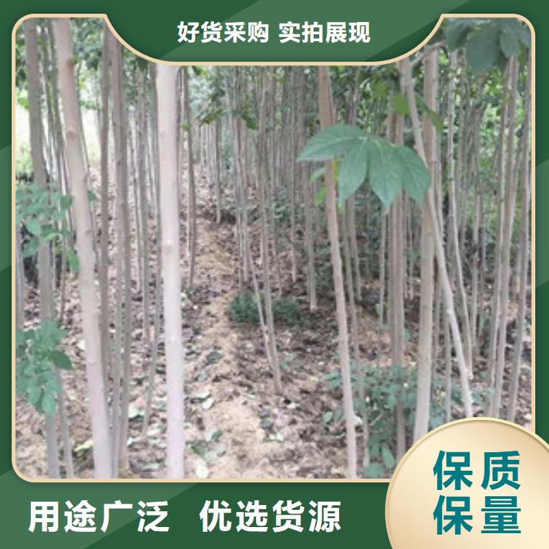 正家杜仲 【蓝莓苗】随心所欲定制-业务覆盖区域|迪庆|昆明|大理|临沧|文山|怒江-企业旺旺