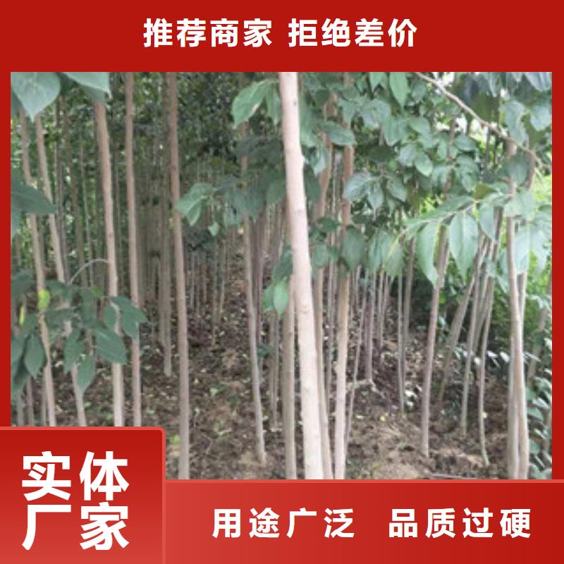 绿化树 绿化工程视频-云南省|普洱|曲靖|昆明|丽江|保山|怒江|玉溪绿化树 绿化工程-正家