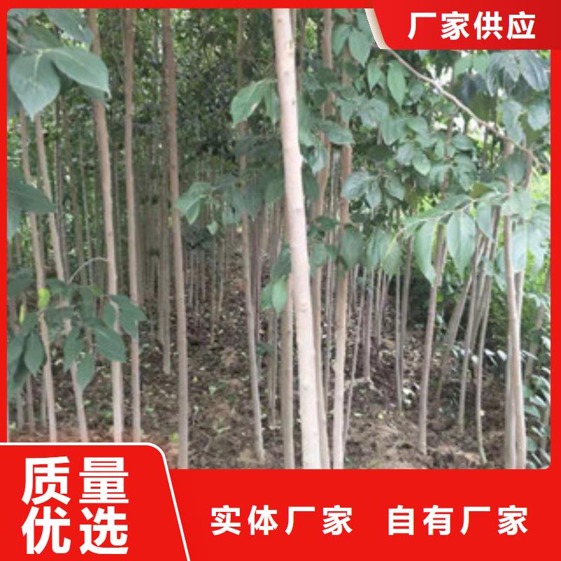 【 杜仲-占地果树甄选好厂家】正家绿化树 绿化工程