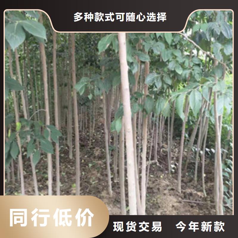 【 杜仲-占地果树甄选好厂家】-可发货到封开|广宁|佛山|汕头|江门|东莞
