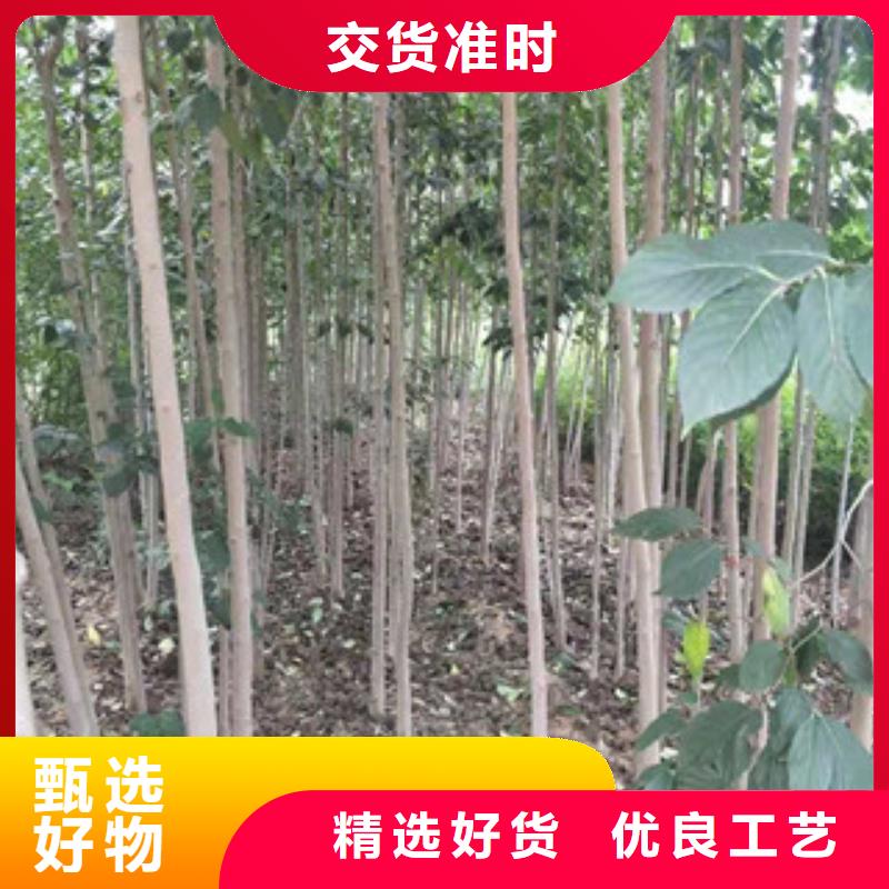 绿化树 绿化工程视频-云南省|普洱|曲靖|昆明|丽江|保山|怒江|玉溪绿化树 绿化工程-正家
