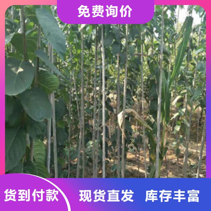 正家绿化树 绿化工程【杜仲】占地果树现货充足量大优惠