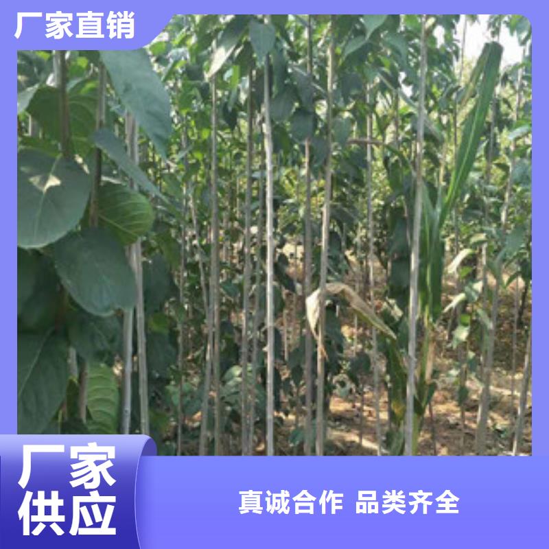 【 杜仲-占地果树甄选好厂家】正家绿化树 绿化工程