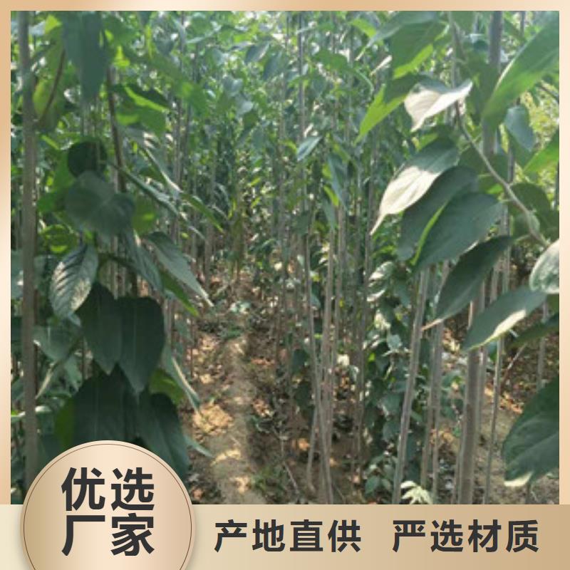 杜仲 【蓝莓苗】随心所欲定制
