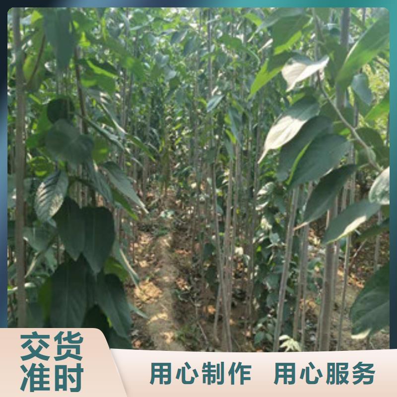 正家绿化树 绿化工程【杜仲】占地果树现货充足量大优惠