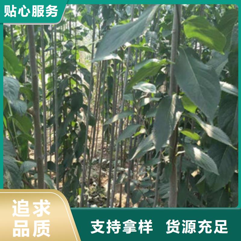 绿化树 绿化工程视频-绿化树 绿化工程-广东省肇庆市(此地)经销商-德庆|端州|深圳|珠海|汕头|东莞|云浮