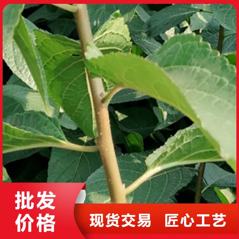 【 杜仲-占地果树甄选好厂家】正家绿化树 绿化工程