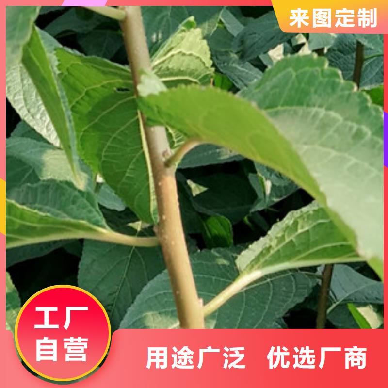 【 杜仲-占地果树甄选好厂家】-可发货到封开|广宁|佛山|汕头|江门|东莞