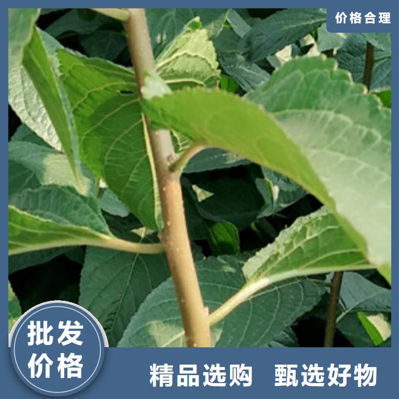 正家绿化树 绿化工程【杜仲】占地果树现货充足量大优惠