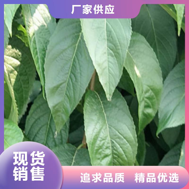 正家绿化树 绿化工程【杜仲】占地果树现货充足量大优惠