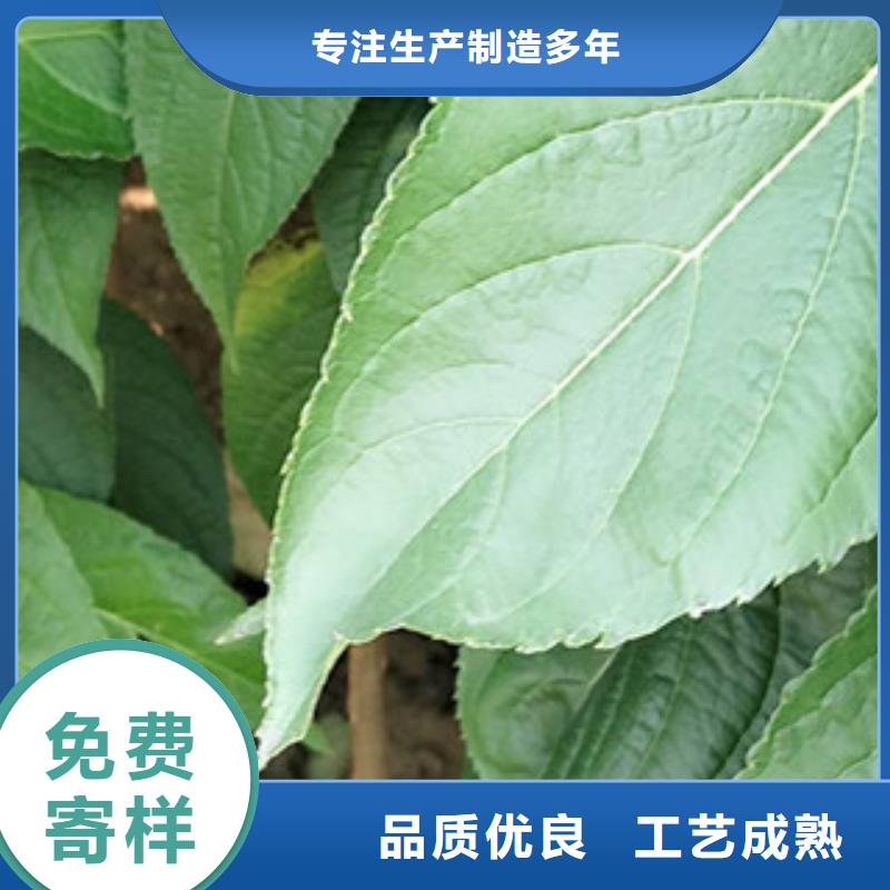 【 杜仲-占地果树甄选好厂家】-可发货到封开|广宁|佛山|汕头|江门|东莞