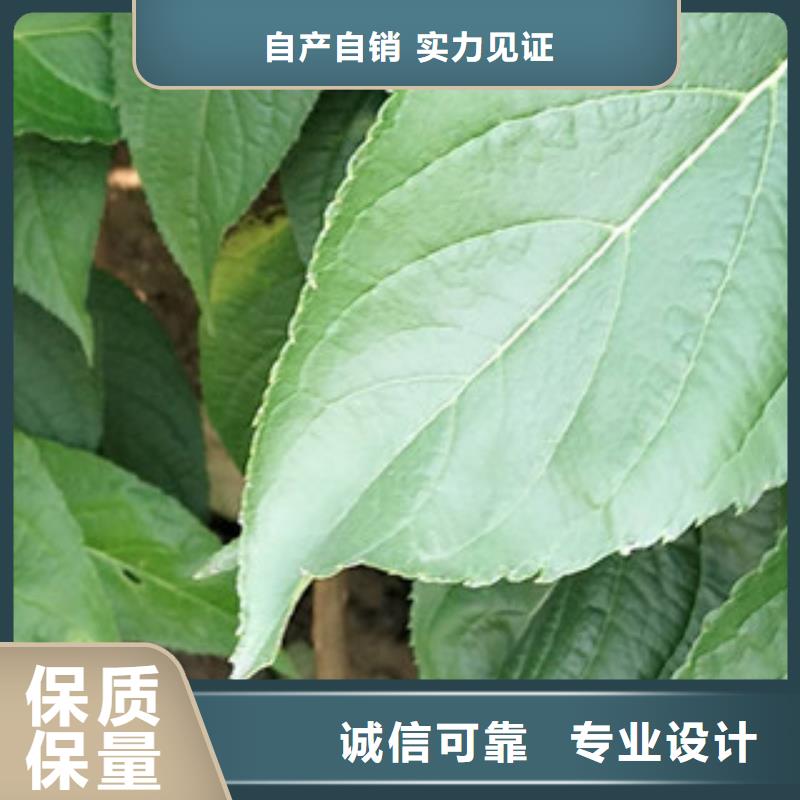 杜仲 【蓝莓苗】随心所欲定制