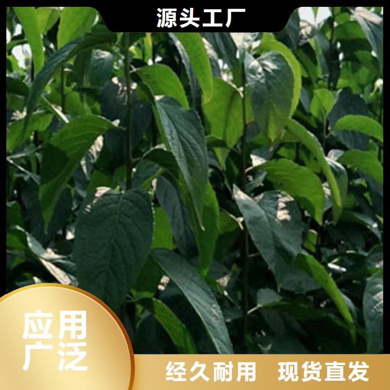 绿化树 绿化工程视频-绿化树 绿化工程-广东省肇庆市(此地)经销商-德庆|端州|深圳|珠海|汕头|东莞|云浮