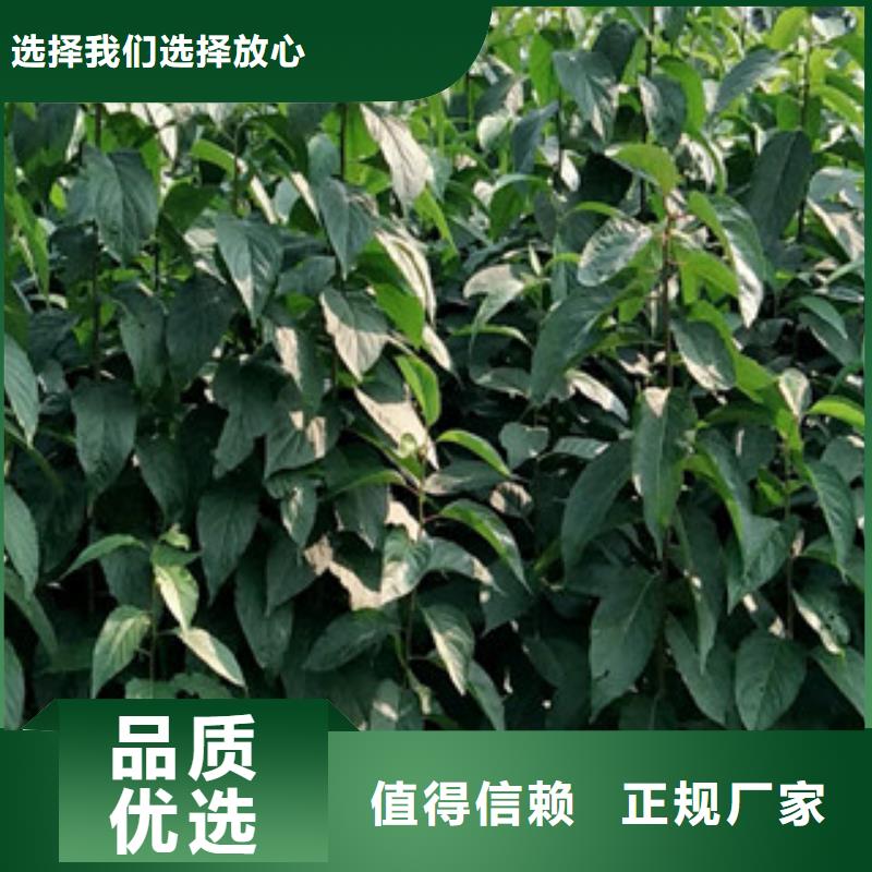 【 杜仲-占地果树甄选好厂家】