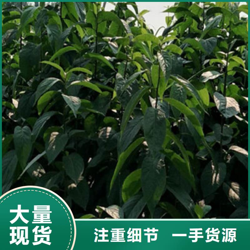 正家杜仲 【蓝莓苗】随心所欲定制-业务覆盖区域|迪庆|昆明|大理|临沧|文山|怒江-企业旺旺