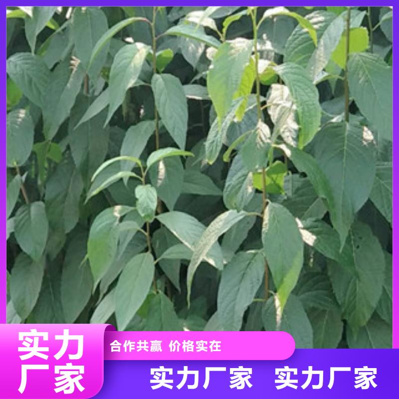 杜仲 【蓝莓苗】随心所欲定制