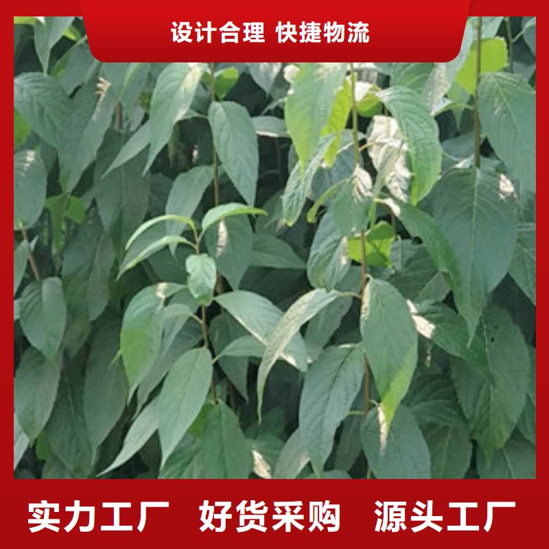 杜仲 【蓝莓苗】随心所欲定制-正家园艺场(云南省分公司)-企业旺旺