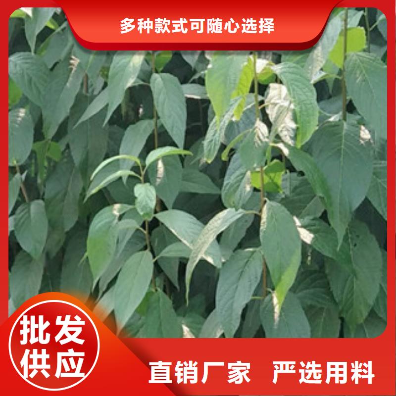 正家绿化树 绿化工程【杜仲】占地果树现货充足量大优惠
