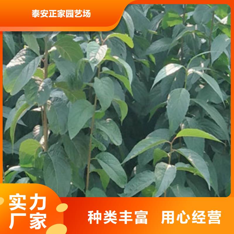 杜仲 【蓝莓苗】随心所欲定制-正家园艺场(云南省分公司)-企业旺旺