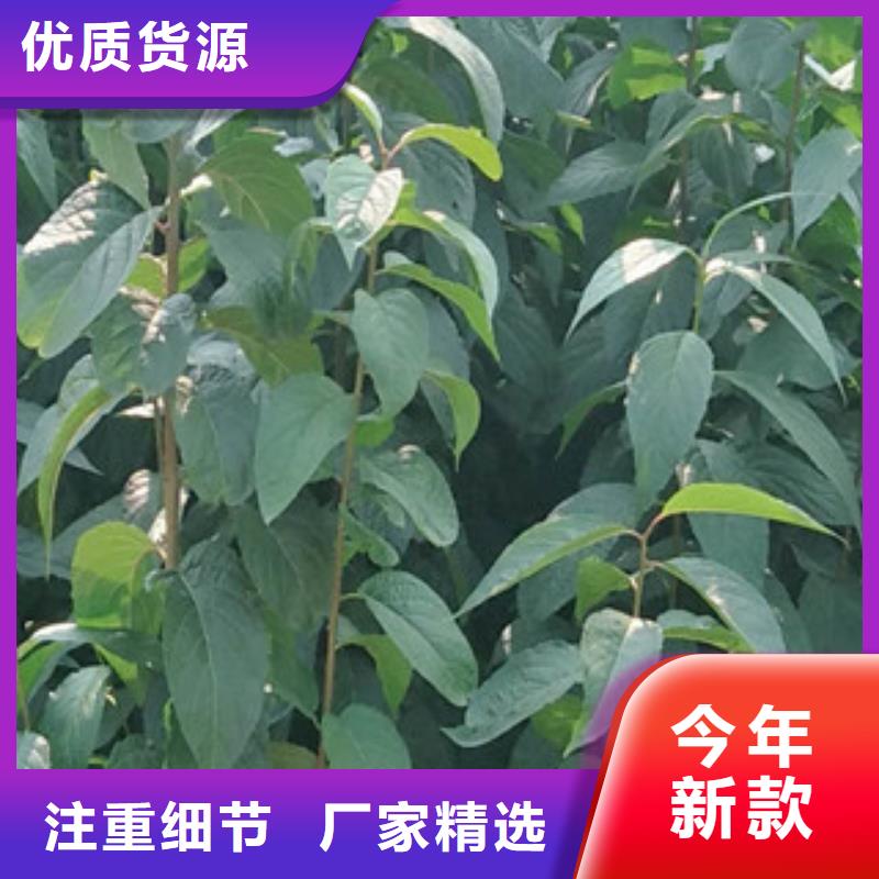 绿化树 绿化工程视频-云南省|普洱|曲靖|昆明|丽江|保山|怒江|玉溪绿化树 绿化工程-正家