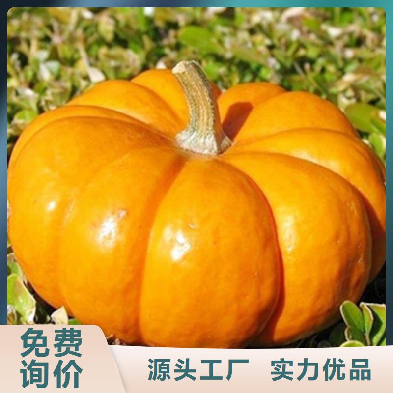 无籽南瓜粒（金瓜粒）金汤原料