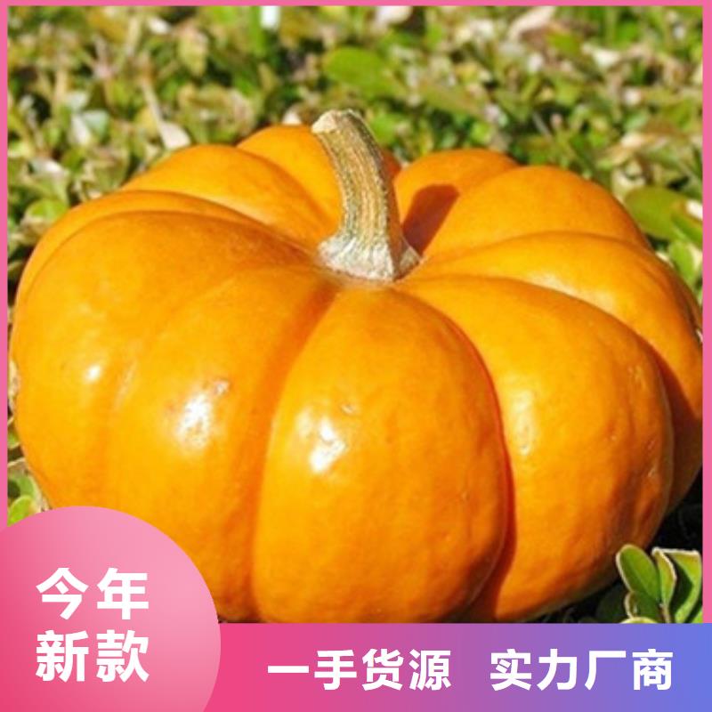 南瓜丁_【紫薯雪花片】助您降低采购成本-服务区域包括永济|芮城|太原|吕梁|大同|晋城等-产品视频