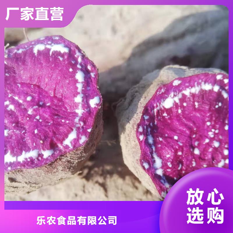 高产红薯苗（预售中）品种纯正