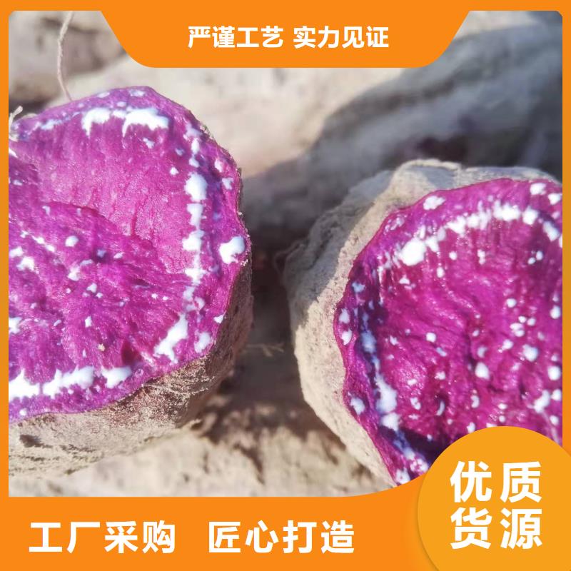 每一处都是匠心制作【紫薯苗】_红薯粉源头厂家直销-一手货源-乐农食品有限公司