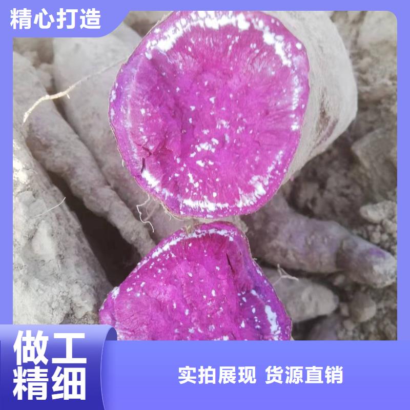 麥茬苗普薯32號（紅薯苗）栽培技術