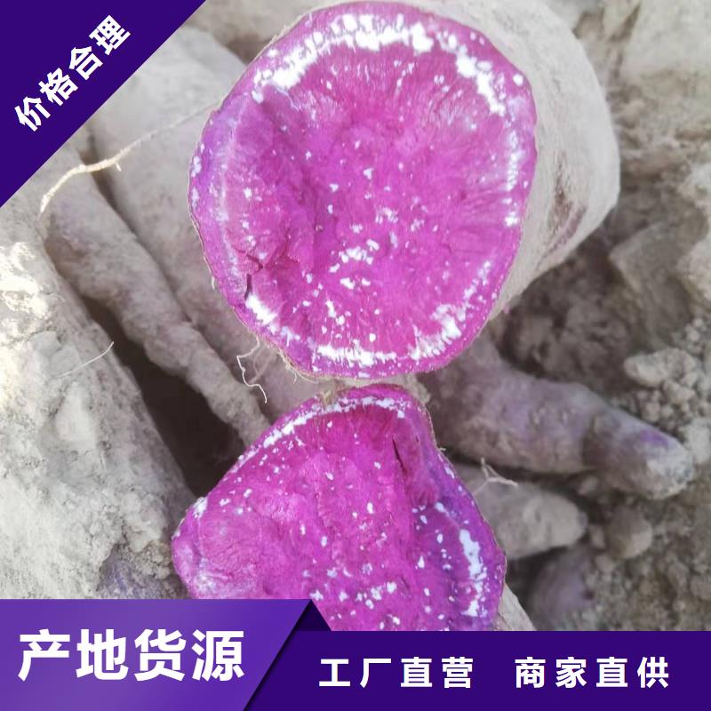 济黑2号紫薯苗大量批发市场
