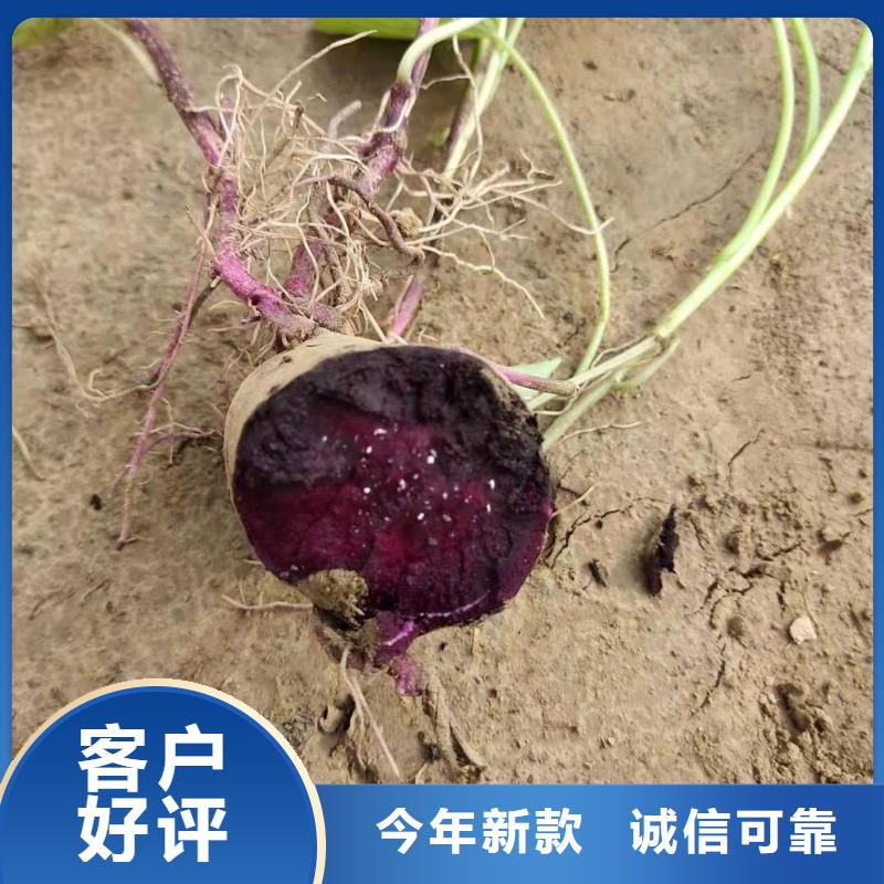 高产脱毒紫薯苗（凌紫品种）价格