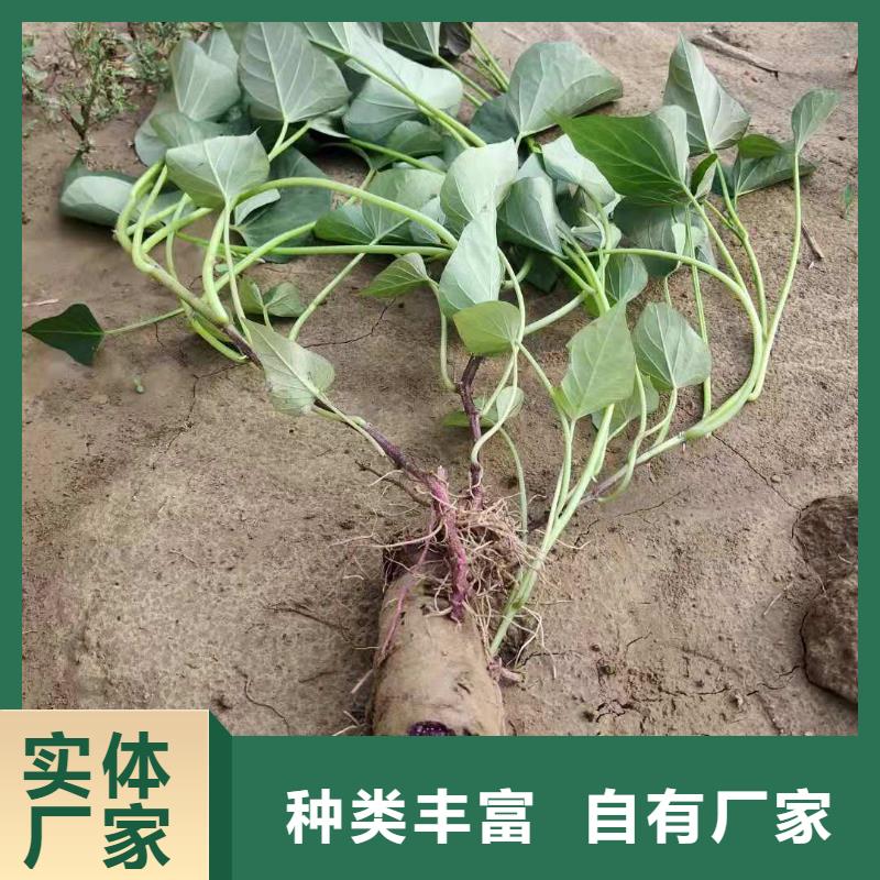 济黑2号紫薯苗质优价廉