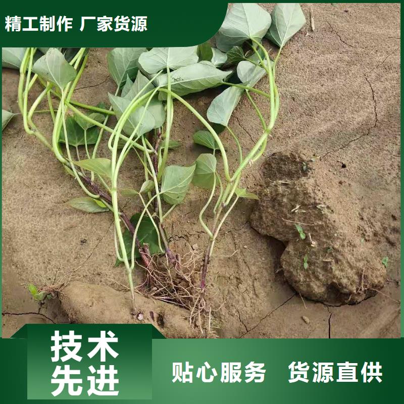 麦茬济黑2号苗品种多样