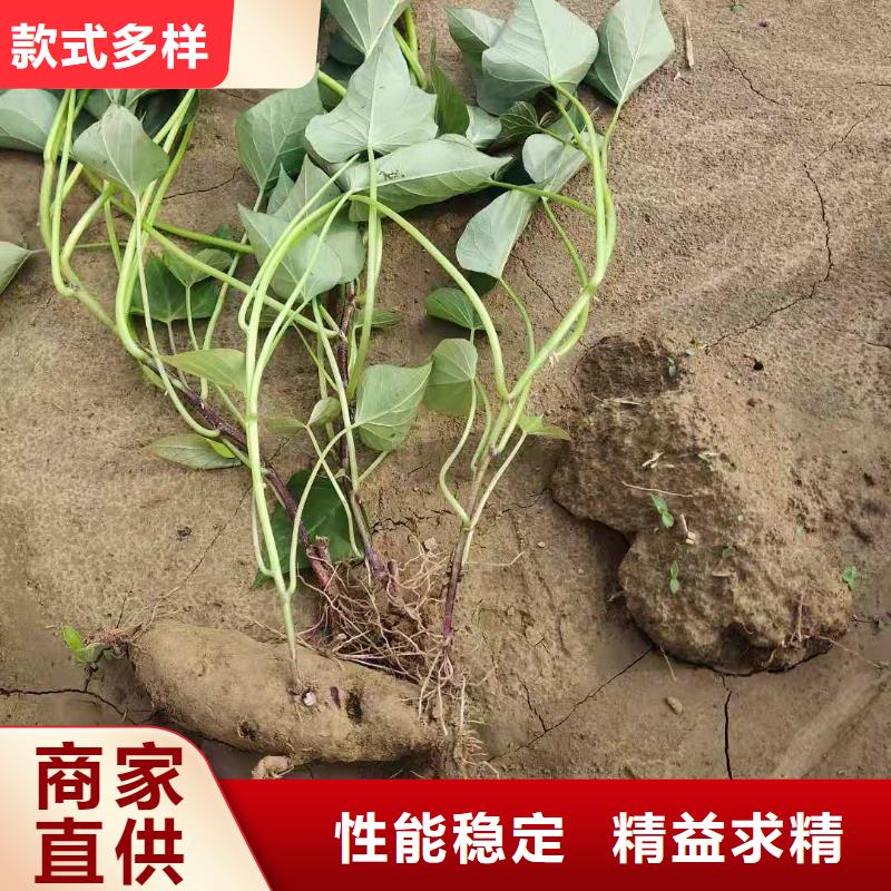 陵水县麦茬济黑2号苗技术指导