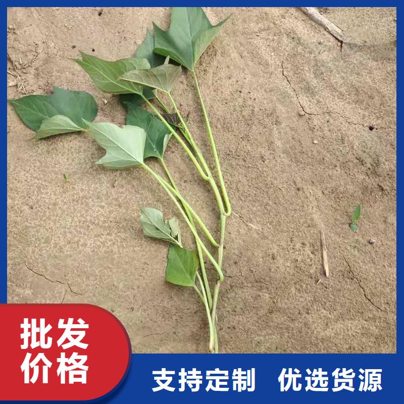 高產紅薯苗（普薯32號)選擇我們沒錯