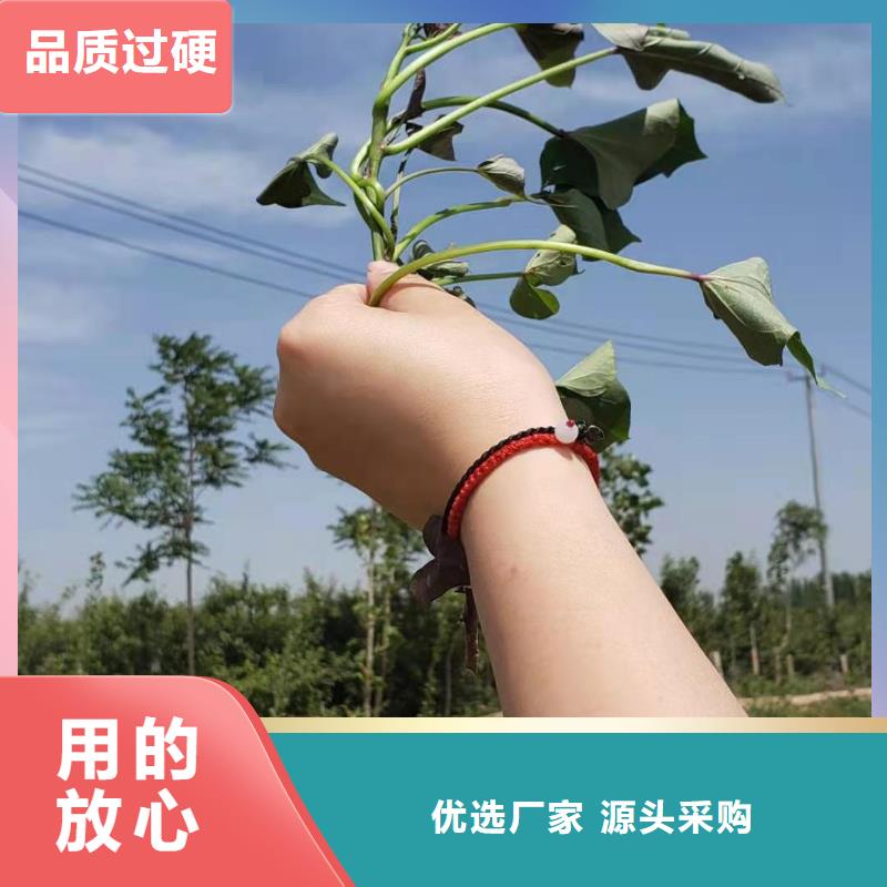 高产脱毒紫薯苗（凌紫品种）欢迎致电