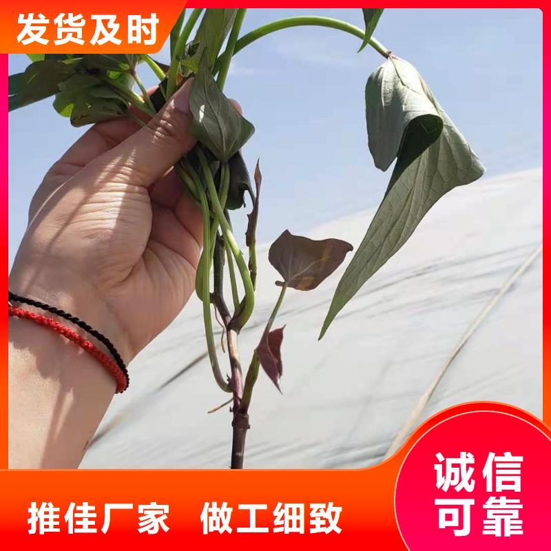 脱毒紫薯苗图片