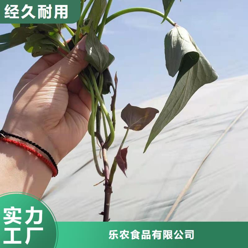 济黑2号紫薯苗产地价格