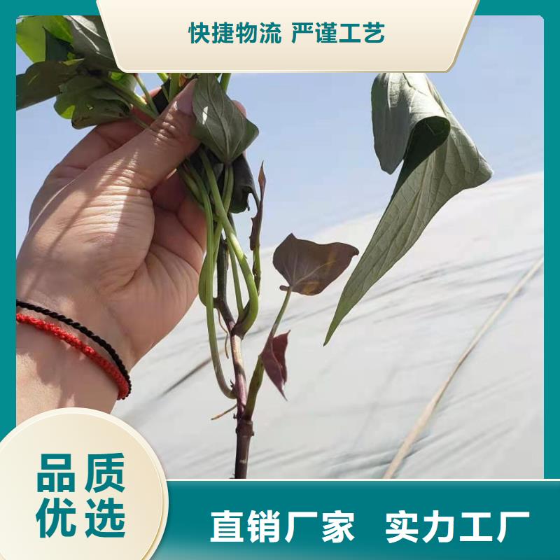 济黑2号紫薯苗产地