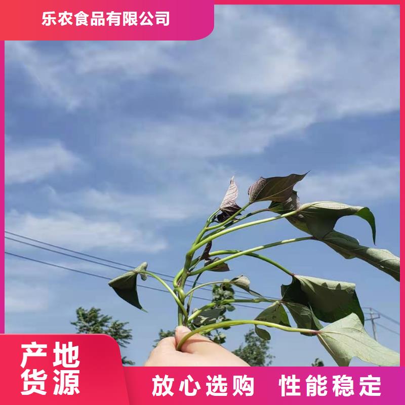 紫色地瓜苗（夏薯）种植禁忌