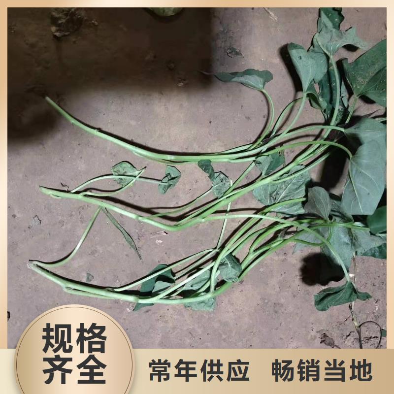 高剪紅薯苗種植技術