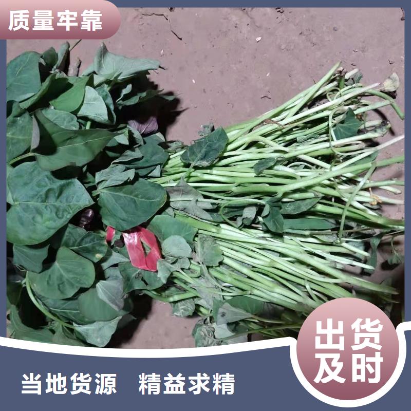 紫薯苗供应