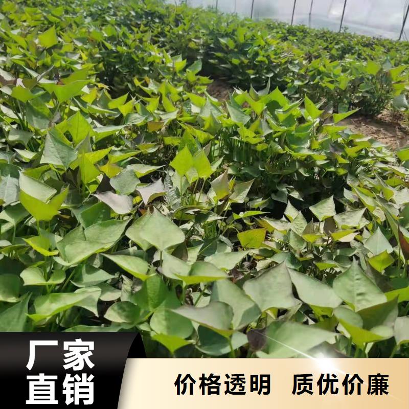 紫薯苗诚信经营
