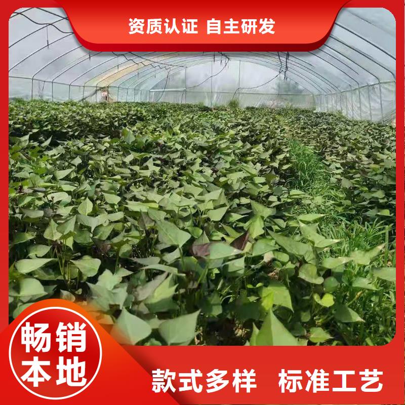 【 紫薯苗-红薯粉定制速度快工期短】由乐农为您